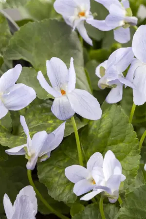 Viola odorata 'Rubriflora' - P9 - image 5