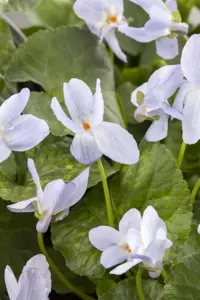 Viola odorata 'Rubriflora' - P9 - image 5