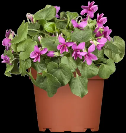 Viola odorata 'Rubriflora' - P9 - image 2