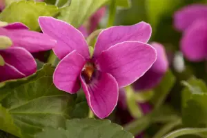 Viola odorata 'Rubriflora' - P9 - image 3