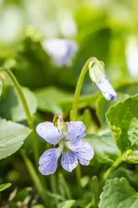 Viola sororia 'Freckles'