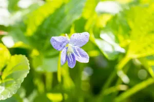 Viola sororia 'Freckles' - P9 - image 3
