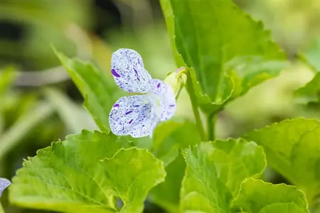 Viola sororia 'Freckles' - P9 - image 4