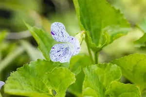 Viola sororia 'Freckles' - P9 - image 4