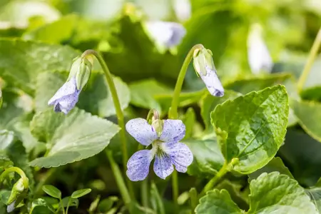 Viola sororia 'Freckles' - P9 - image 2