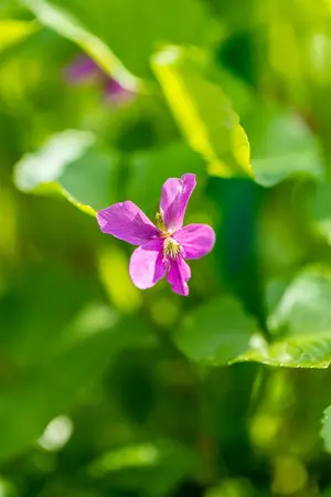 Viola sororia 'Rubra' - P9 - image 5