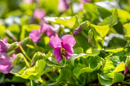 Viola sororia 'Rubra' - P9 - image 3