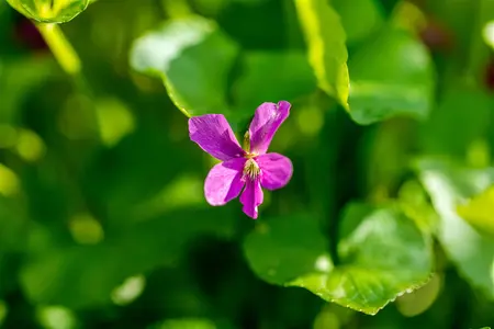 Viola sororia 'Rubra' - P9 - image 4