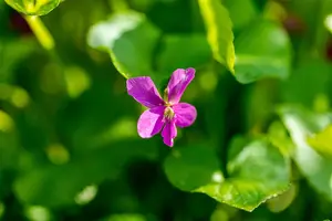 Viola sororia 'Rubra' - P9 - image 4