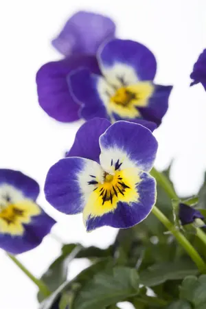 VIOLA TRUE BLUE 6 pack - image 1