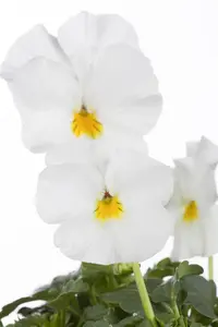 VIOLA TRUE BLUE 6 pack - image 3