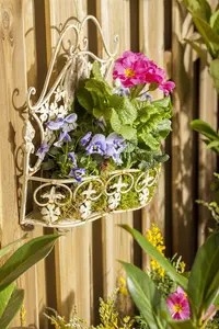 VIOLA TRUE BLUE 6 pack - image 5