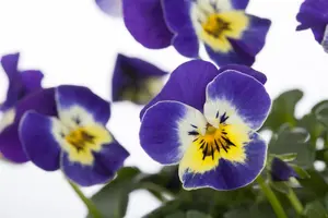 VIOLA TRUE BLUE 6 pack - image 2