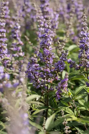 Vitex agnus-castus - 3 Ltr pot - image 2