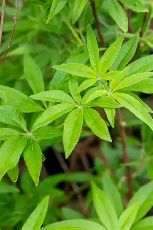Vitex agnus-castus - 3 Ltr pot - image 4