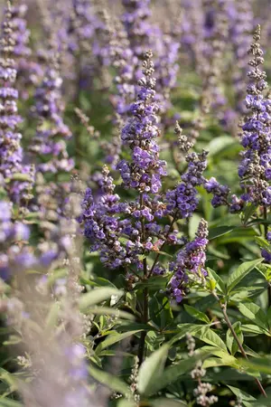 Vitex agnus-castus - MULTISTEM 125-150 CM C25 - image 1