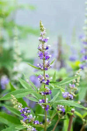 Vitex agnus-castus - MULTISTEM 125-150 CM C25 - image 4