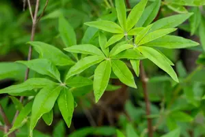 Vitex agnus-castus - 3 Ltr pot - image 3