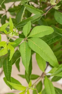 Vitex agnus -castus 'Blue Diddley' - 2 Ltr pot - image 3