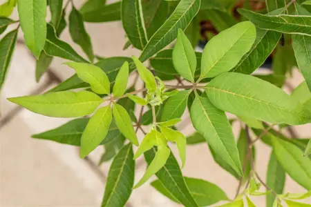 Vitex agnus -castus 'Blue Diddley' - 2 Ltr pot - image 1