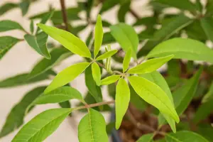 Vitex agnus -castus 'Blue Diddley' - 2 Ltr pot - image 4