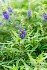 Vitex agnus -castus 'Blue Puffball' - 50-60 CM C10 - image 2