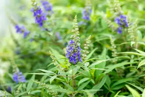 Vitex agnus -castus 'Blue Puffball' - 25-30 CM C3.5 - image 1