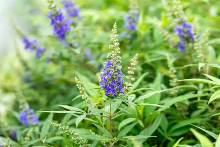 Vitex agnus -castus 'Blue Puffball' - 50-60 CM C10 - image 1