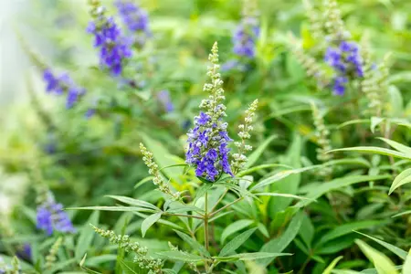 Vitex agnus -castus 'Blue Puffball' - 80-100 CM RB - image 1