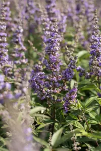 Vitex agnus-castus 'Delta Blues'