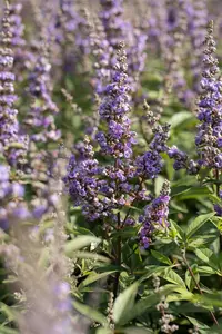 Vitex agnus-castus 'Delta Blues' - 40-50 CM C5