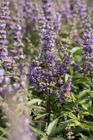 Vitex agnus-castus 'Laciniata' - 3 Ltr pot - image 2