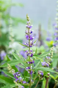 Vitex agnus-castus 'Laciniata' - 3 Ltr pot - image 5