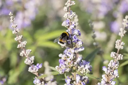 Vitex agnus-castus latifolia - 80-100 CM C7.5 - image 3