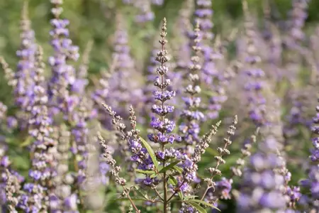 Vitex agnus-castus latifolia - 80-100 CM C7.5 - image 5