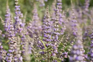 Vitex agnus-castus latifolia - 80-100 CM C7.5 - image 5