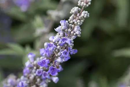 Vitex agnus-castus latifolia - 7.5 Ltr pot - image 2