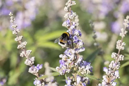 Vitex agnus-castus latifolia - 7.5 Ltr pot - image 3