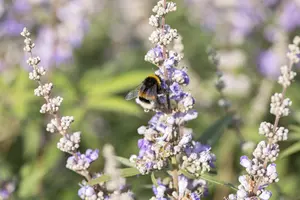 Vitex agnus-castus latifolia - 7.5 Ltr pot - image 3