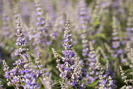 Vitex agnus-castus latifolia - 7.5 Ltr pot - image 4