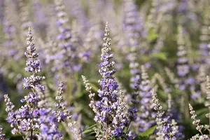 Vitex agnus-castus latifolia - 7.5 Ltr pot - image 4