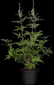 Vitex agnus-castus latifolia - 80-100 CM C7.5 - image 5