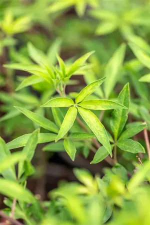 Vitex agnus-castus 'Pink Pinnacle' - 3 Ltr pot - image 5