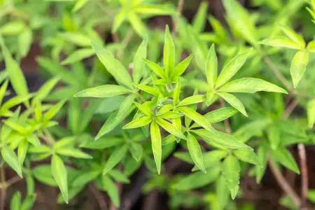 Vitex agnus-castus 'Pink Pinnacle' - 5 Ltr pot - image 3