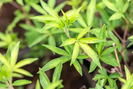 Vitex agnus-castus 'Pink Pinnacle' - 5 Ltr pot - image 4