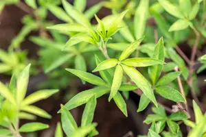Vitex agnus-castus 'Pink Pinnacle' - 5 Ltr pot - image 4