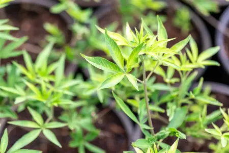 Vitex agnus-castus 'Pink Pinnacle' - P10.5 - image 2