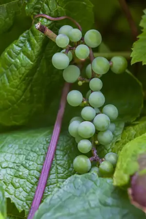 Vitis amurensis - 2 Ltr, 3 canes - image 2