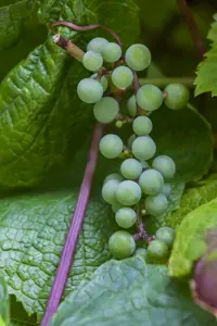 Vitis amurensis - 2 Ltr, 3 canes - image 2