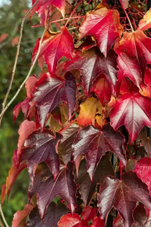 Vitis amurensis - 2 Ltr, 3 canes - image 3